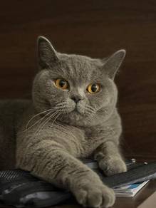 British Shorthair for Rehome