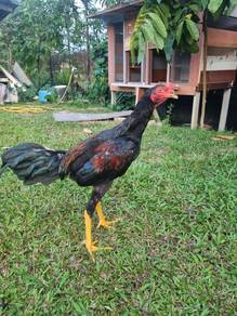 ayam sabung mix kampung utk dijual