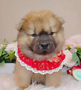 Chow Chow