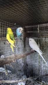 baji