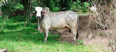 Lembu Brahman Australia