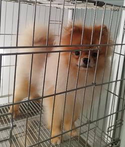 Pomeranian Puppy