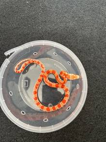 ular corn snake amel king python