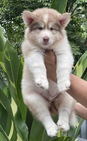 SIBERIAN HUSKY PUPPIES NA21 🌻 Fluffy Fluffy