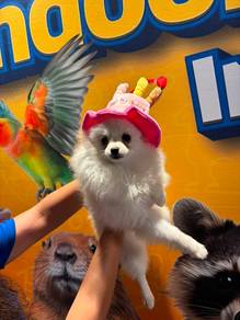 Pomeranian Dog for sale