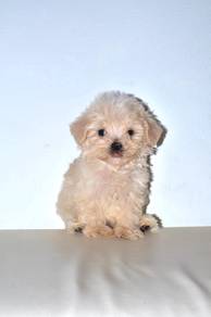C32 Fluffy Maltipoo Dog