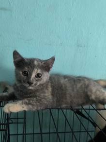 Female Bsh Mix