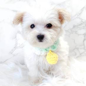 Bichon