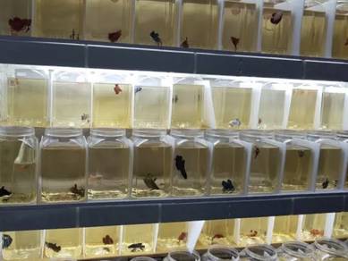 Ikan Laga reject Betta Fish jantan betina