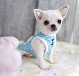 CHIHUAHUA PUPPIES 141🌷Head Apple Cute Dog