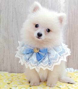 Pomeranian