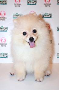 J0060 Pomeranian Manja Snowball Cotton Small Dog