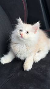 mainecoon kitten cameo