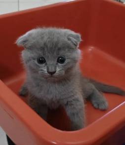 ScottishFold+Bsh