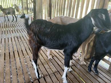 Kambing Jate baka dogol 9 bulan