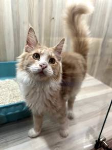 Mainecoon