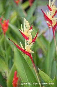 Heliconia 'Lady Di'