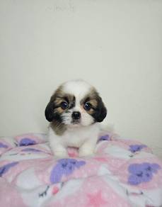 shih tzu baby