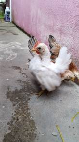 Ayam Serama 3 Ekor