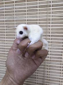 sugar glider 