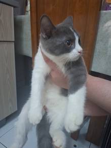 Bsh Bicolor