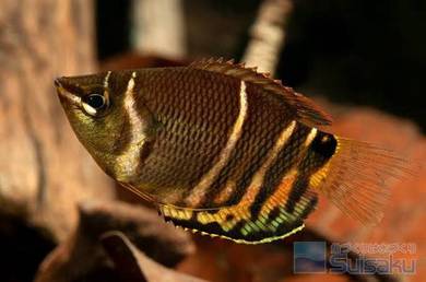 Chocolate gourami 