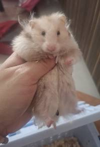 syrian hamsters