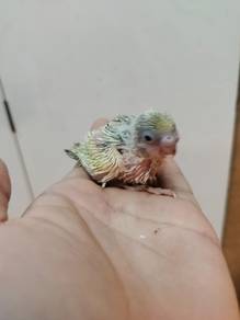 Anak suap Baji jinak cun warna