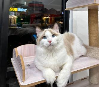 Ragdoll male