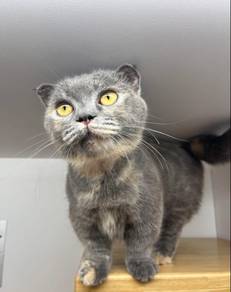 Munchkin Scottish fold for sale