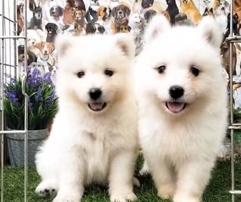Samoyed puppies mka and microchip