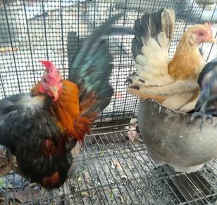 Ayam serama sepasang