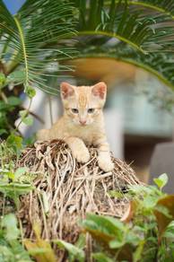 Cute kitten - America breed