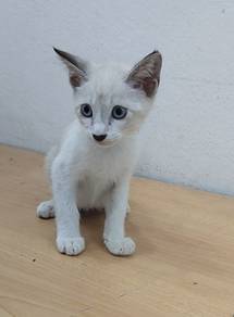 Kitten Male Siam mix