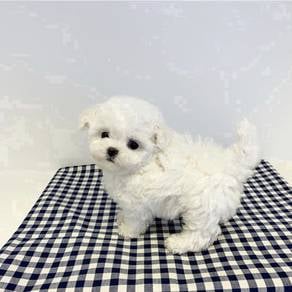 FD_M512TT MINI White Bichon Frise PUPPY