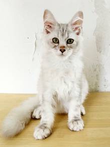 Mainecoon male pure n big size