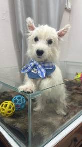 西高地女
Westie
feMale
JM-1
Dob : 30-03-26