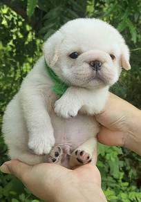 PUG PUPPIES 678 🌻 New Born Male White