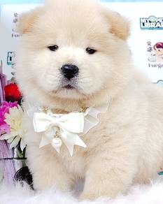 Chow Chow