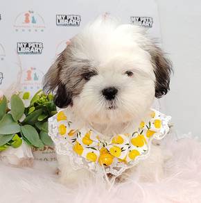 Shih tzu