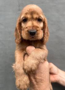 ENGLISH COCKER SPANIEL PUPPIES C115 🌻 Male