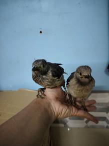 Jalak Hongkong sepasang