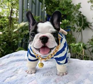 FRENCH BULLDOG PUPPIES S223🌻Cute Puppy Available