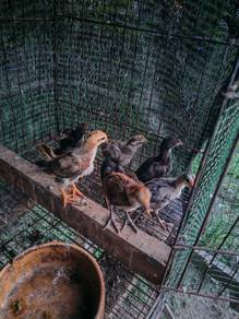 Anak ayam sabung