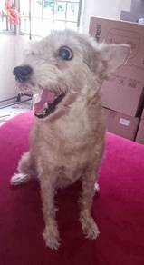 terrier mix 