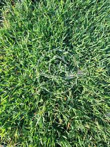 Rumput Karpet | Filipine Grass