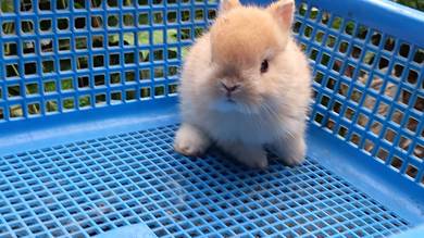 rabbit netherland dwarf