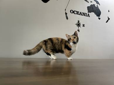 Munchkin Supershort (Female)