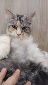 Mainecoon