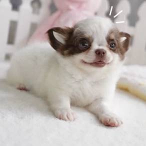 CHIHUAHUA PUPPIES CH314🌷 Head Apple Female
